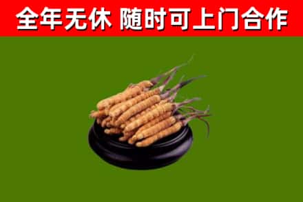 淮安市烟酒回收冬虫夏草.jpg
